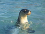 Swim with the seals