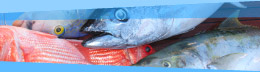 Various species of fish